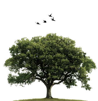Second Image Overlay